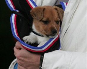 Jack Russel pup of the No Concept store