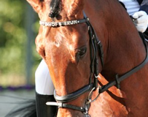 Hoppenhof's Erwin with a browband spelling out his name