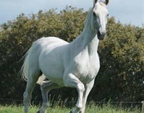 Blue Hors Matine at home in the field :: Photo © Ridehesten.com