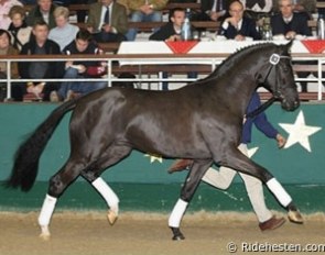 Silbermond, Champion of the 2009 Westfalian Stallion Licensing :: Photo © Ridehesten.com