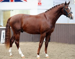 Santorini (by San Remo x Anami) :: Photo © Kathryn Pearn