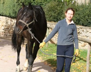 A groom takes Laissez Faire to his paddock for his daily turnout