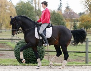 Laisser Faire has talent for the piaffe
