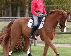 Catherine Henriquet warming up Paradieszauber. Always a very light contact with the bit