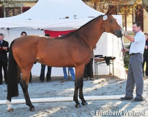 Swiss licensed stallion Italo (by Ideal du Pichoux x Lysander) :: Photo © Elisabeth Weiland