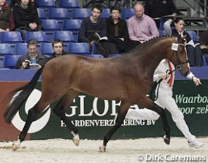 Cashmir (by Serano Gold x Michelangelo) :: Photo © Dirk Caremans