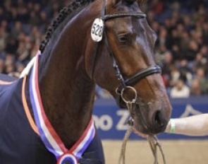 Cover Story, Champion of the 2010 KWPN Stallion Licensing :: Photo © Dirk Caremans