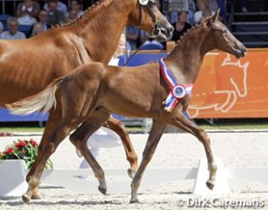 Ferrari...from KWPN foal champion to licensed stallion? :: Photo © Dirk Caremans