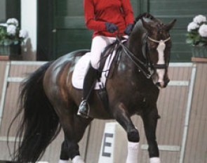 Marije Tromp with her muscled bay stallion Veni Vidi Vici (by Krack C x Amsterdam)
