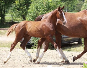 Beckers Beste B as a foal
