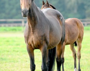 Rumirell (by Grundstein II x Akzent II x Volturno) :: Photo © Kiki Beelitz