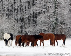 Herd in the winter :: Photo © Astrid Appels
