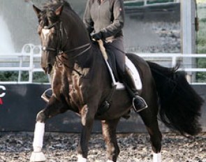 Uta Graf practising tempi changes on the talented Holsteiner stallion Le Noir