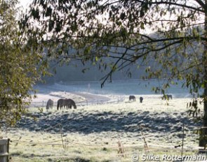 Uta Graf's herd in the morning mist and frost upon Silke's arrival at Gut Rothenkircher Hof :: Photo © Silke Rottermann