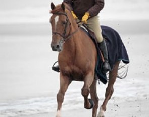 After their return from Kentucky, World Show Jumping Champions Philippe Le Jeune and Vigo d'Arsouilles go to the beach for a hack in the Natural Park Het Zwin in Knokke :: Photo © Dirk Caremans
