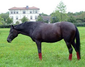 Wahajama relaxing in the field at her home Schafhof in Kronberg, Germany