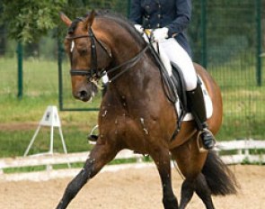 Hayley Beresford and Relampago do Retiro at the 2010 CDI-W Lipica :: Photo © Kian Bullock