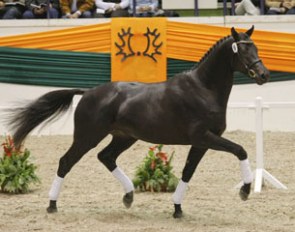 Millennium, who has already sired a whole lot of licensed and prize-winning (champion) stallions, is  represented by two sons at the 2016 Trakehner Stallion Licensing :: Photo © Jutta Bauernschmitt