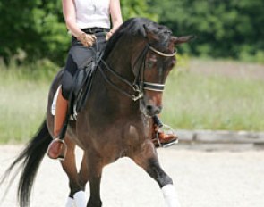 Schooling the trot half passes