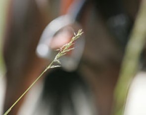 The autofocus of my camera zooming in on grass instead of the horse: arty or a flop photo?