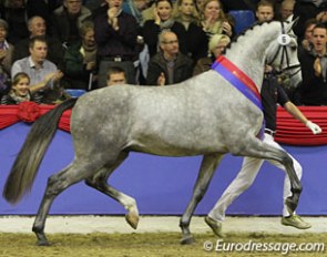 The 2010 Oldenburg Licensing Champion by Don Schufro x Sandro Hit x Calypso I:: Photo © Astrid Appels