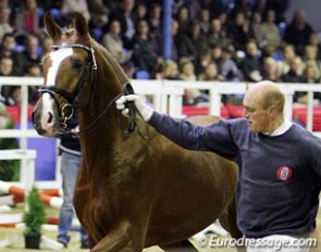 The Quaterback x Donnerhall presented for approval at the 2010 Oldenburg Stallion Licensing :: Photo © Astrid Appels
