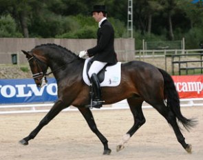 Remy Bastings on his young stallion Zecchino (by Krack C x Vindicator x Pericles)