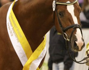 Quasar de Charry (by Quaterback x Wolkentanz I) :: Photo © Christina Beuke