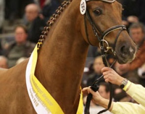 Royal Bolero, the Royal Blend x Bolero premium stallion :: Photo © Christina Beuke