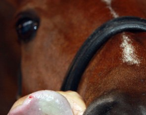 The bite mark on Parzival's tongue which led to the horse's elimination from the 2010 World Equestrian Games