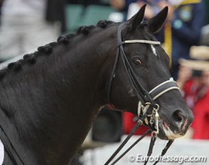 Totilas (by Gribaldi x Glendale) :: Photo © Astrid Appels