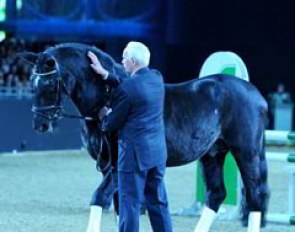 A dignitary appeared at the stallion show: 27-year old Trakehner sire Kostolany (by Enrico Caruso)
