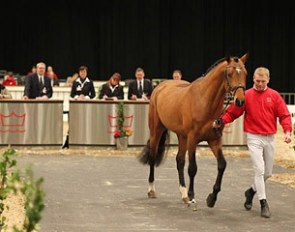 The in-hand presentation on the first day of the 2011 Danish Warmblood stallion licensing :: Photo © Ridehesten.com