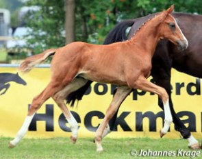 Flatrate (by Floriscount x Metternich) :: Photo © Johannes Krage