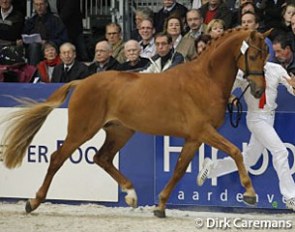 The third ranked premium stallion Dorado (by Krack C x Rousseau)