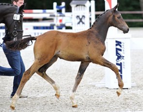 Wilhelm Middelbeck's Romanov x Florencio filly :: Photo © Tanja Becker