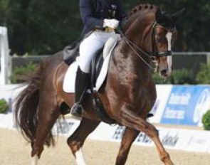 Hayley Beresford on the Westfalian breeding stallion Belissimo M (by Beltain x Romadour II)