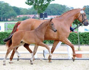The winning Romanov x Wolkentanz I colt at the Lodbergen Foal Show :: Photo © Tanja Becker