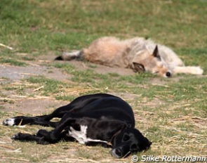 Beating the heat