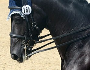Destino in a ST bridle