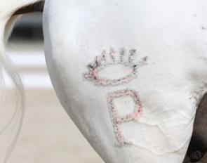 A not so nicely done brand on a Lusitano. The brand is huge. Maybe this image should be used by the German animal activists in their campaign against branding?
