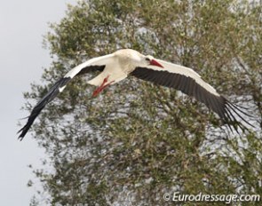 A massive amount of beautiful storks are nesting everywhere around the show grounds. You get to see occasional, magnificent flybies from these birds