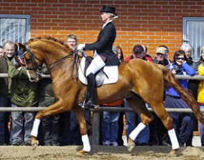 Weltjunge (by Weltmeyer x Matcho AA)