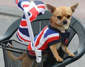 Union Jack Chihuahua