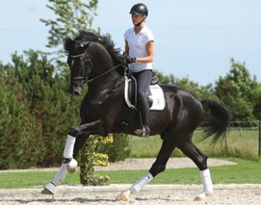 The licensed stallion and performance test champion Sezuan from Helgstrand Dressage