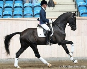 Sezuan at the 2012 Danish 10-day Stallion Performance Testing :: Photo © Ridehesten.com
