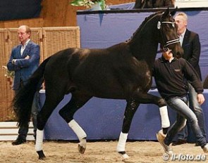 Flash Hit (by Furst Romancier x Sandro Hit) at the 2013 AOS Auction :: Photo © LL-foto