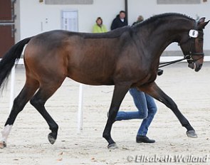 KK Dominant (by Diamond Hit x Rubin Royal x Wenzel) :: Photo © Elisabeth Weiland