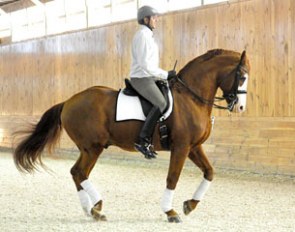 Dave Thind on the 20-year old Hanoverian licensed stallion White Star (by Weltmeyer x Glucksstern x Grande)