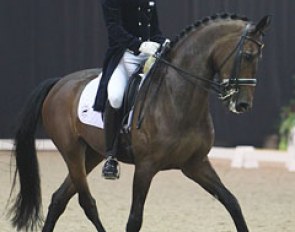 2006 WEG Dutch team member Laurens van Lieren is back in the Grand Prix ring with Welnetta (by Louisville x Rubiquil)